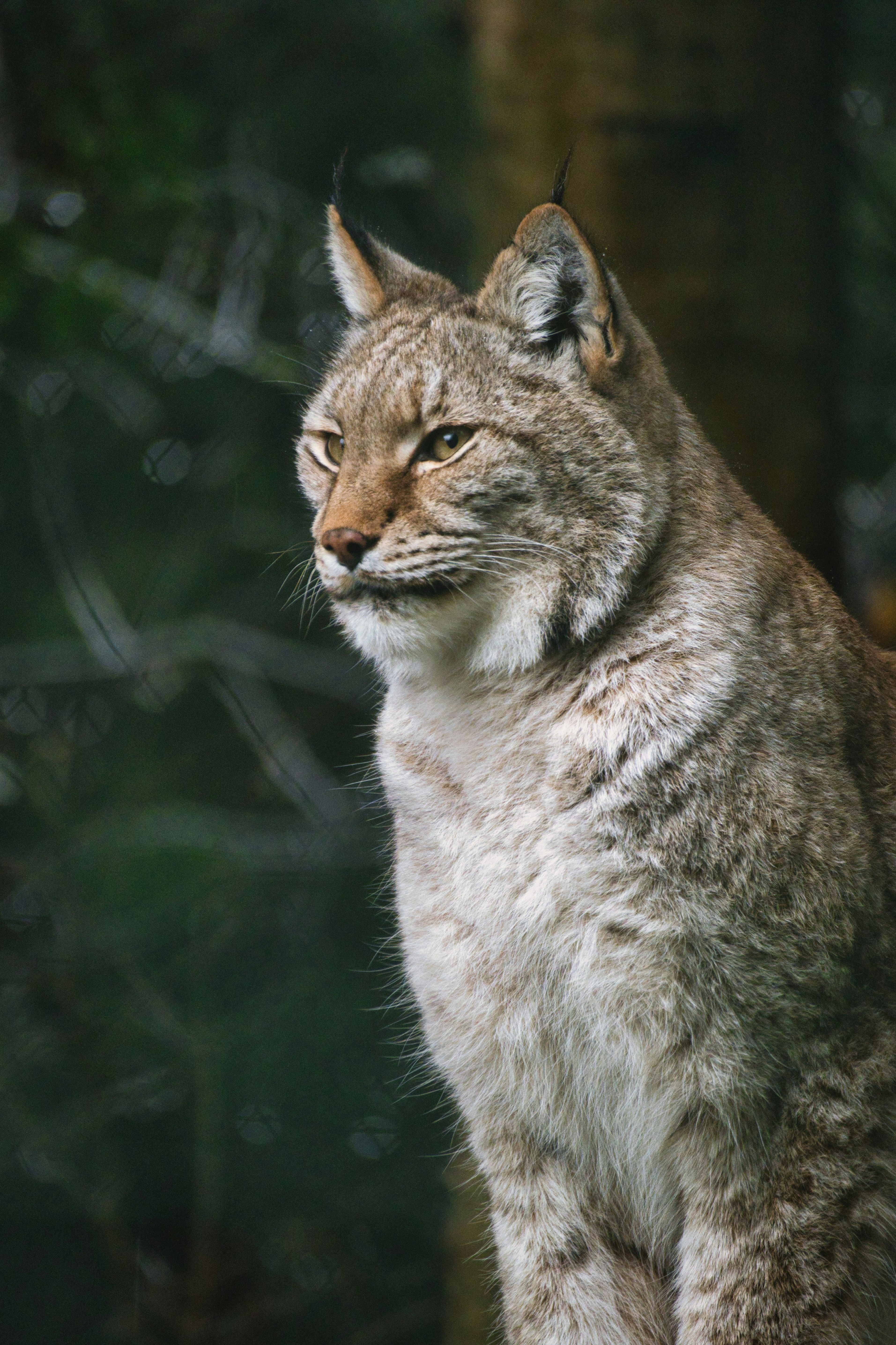 Canadian Lynx: The Snowshoe Specialist (image credits: unsplash)