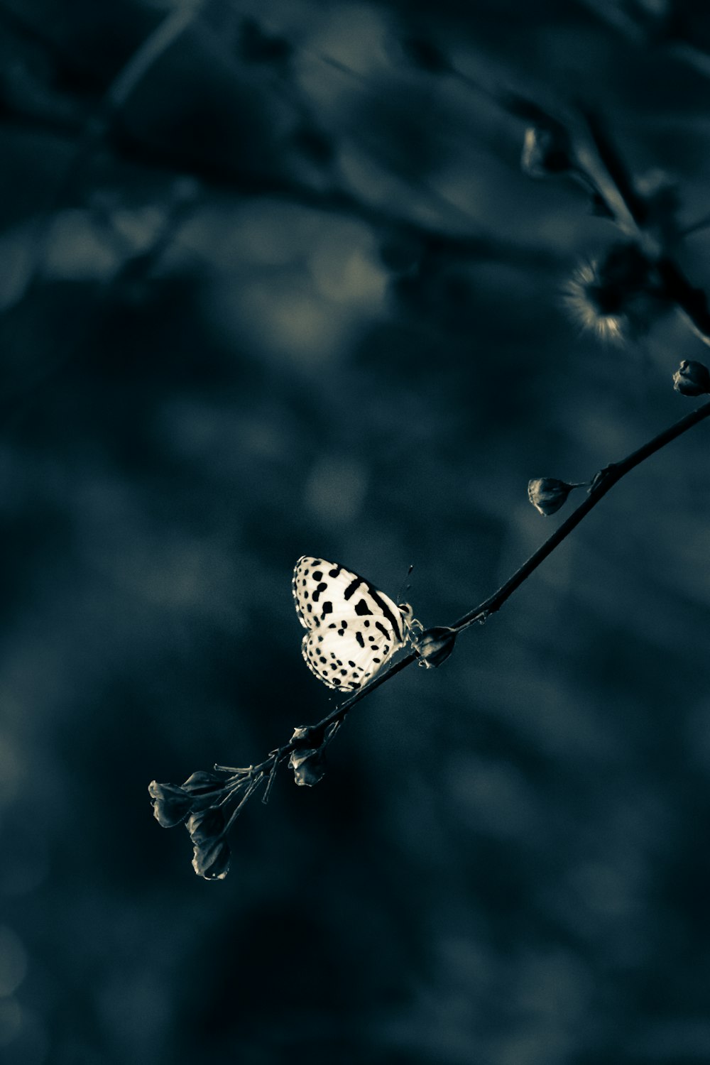 a butterfly is sitting on a branch in the dark