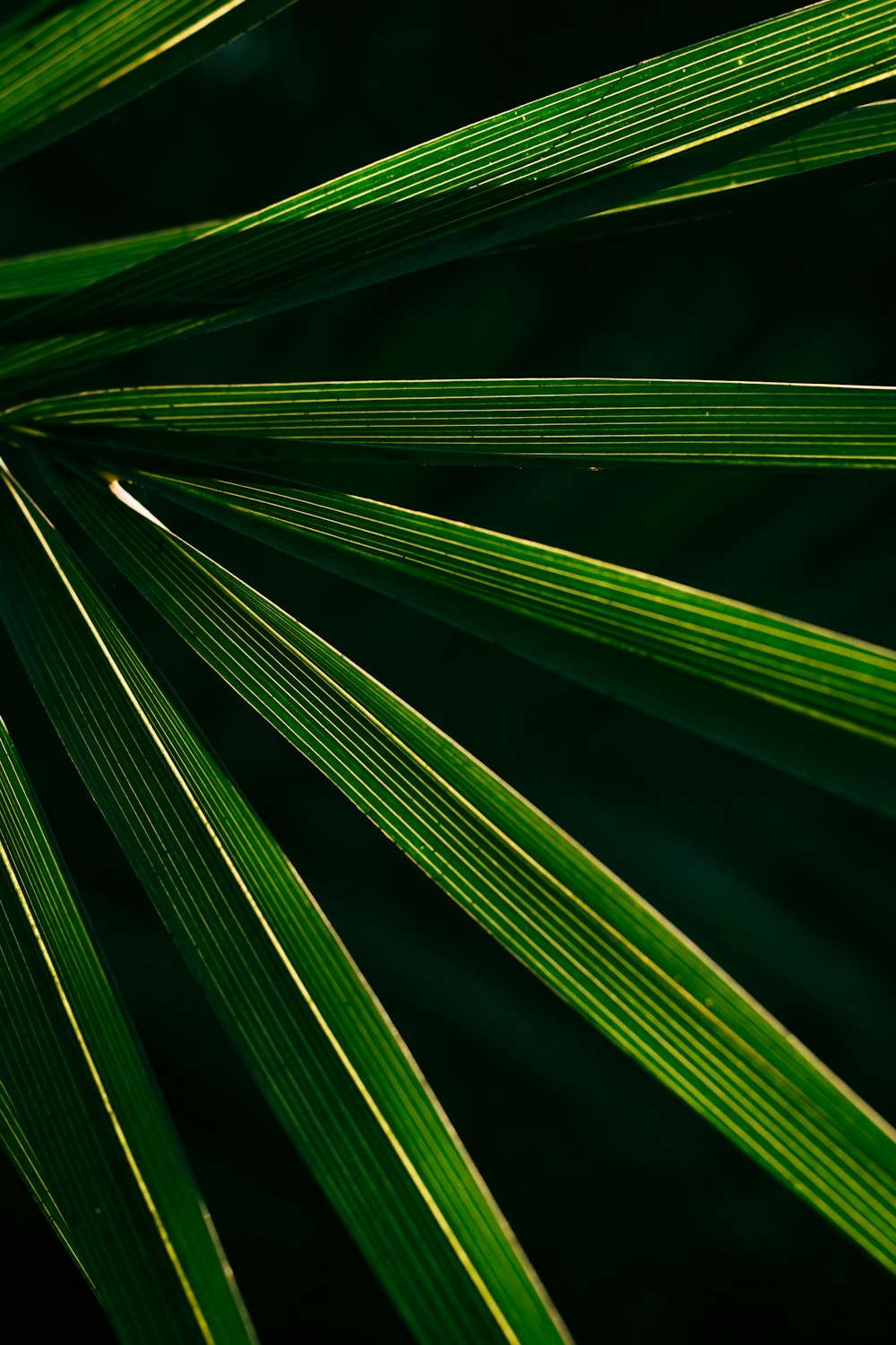 a close up view of a green leaf