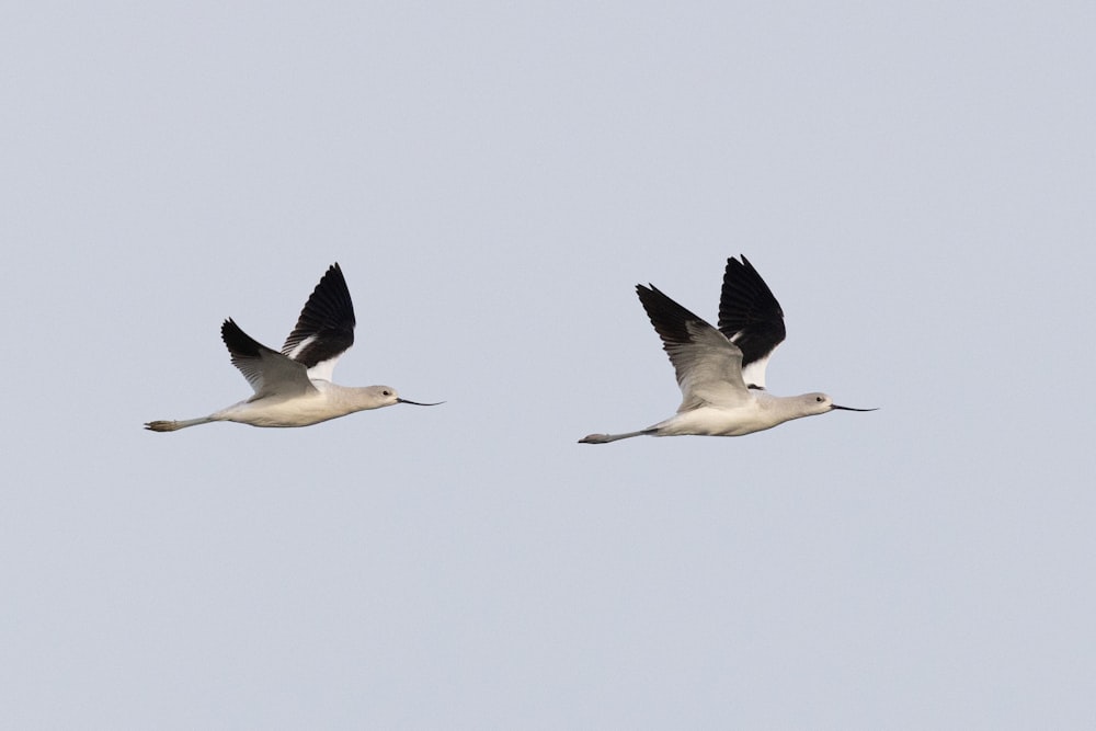 Un couple d’oiseaux volant dans un ciel bleu