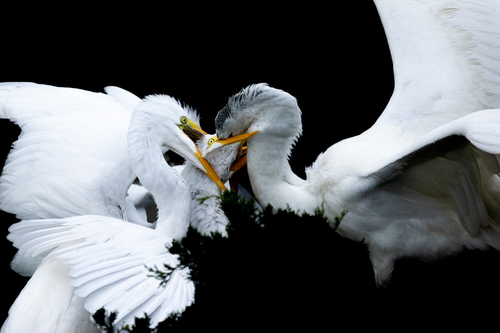 two white birds are fighting over a branch