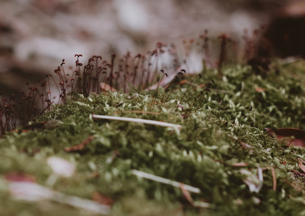 a close up of a patch of green moss