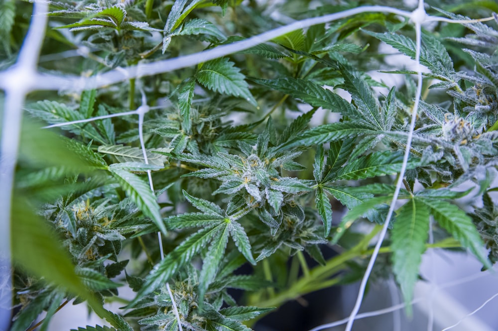 a close up of a plant with green leaves