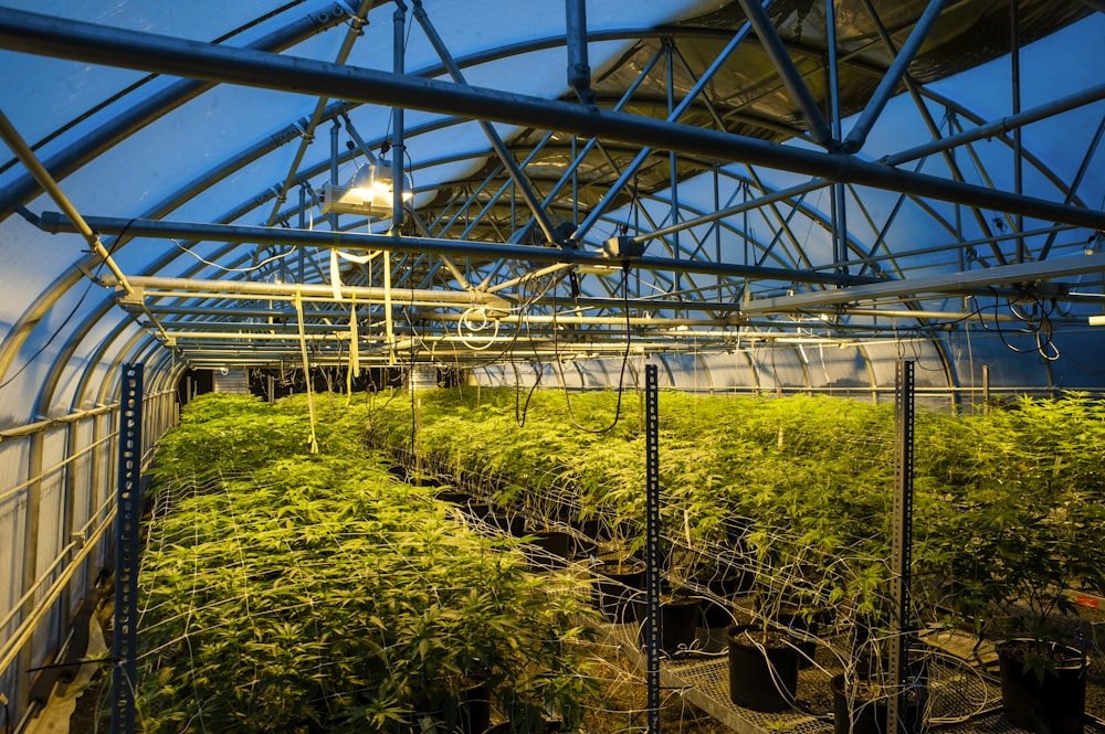 a greenhouse filled with lots of green plants