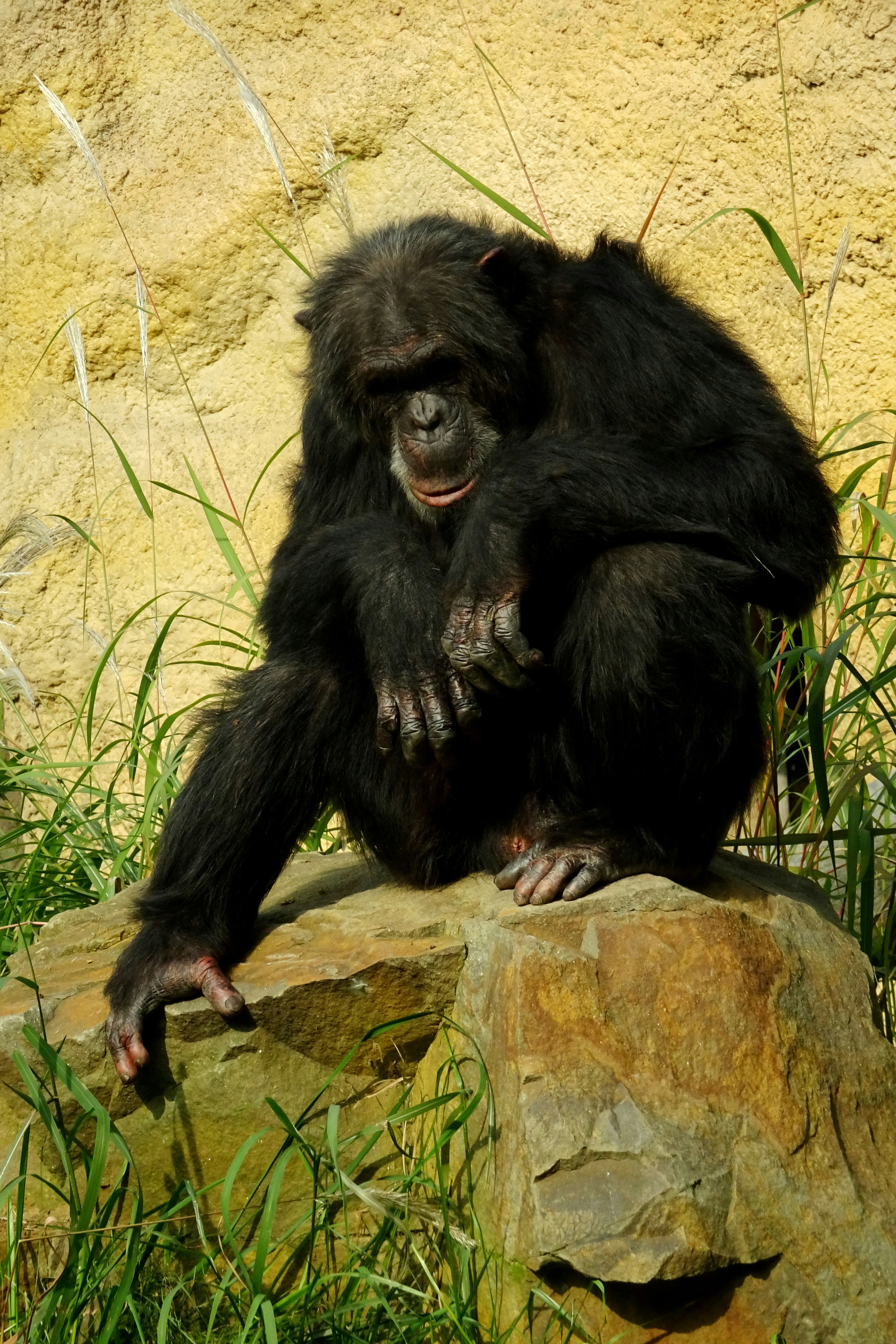 モナカ様　シュタイフ大きなチンパンジー モナカ様 シュタイフ大きなチンパンジー