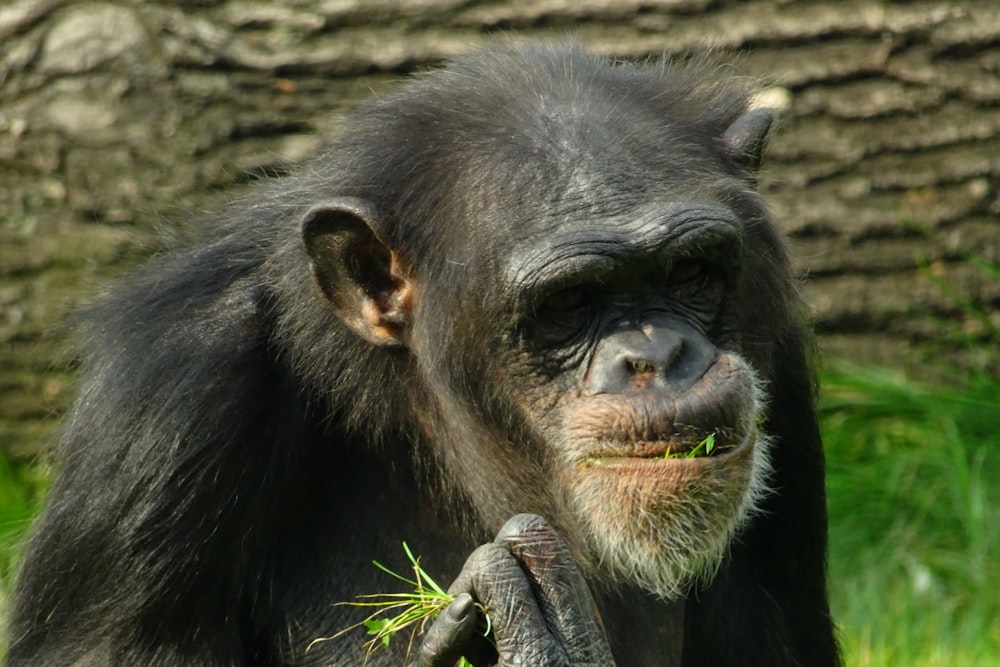 a close up of a monkey with grass in its mouth