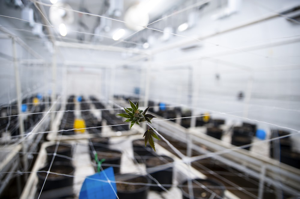 a plant is growing through a net in a factory