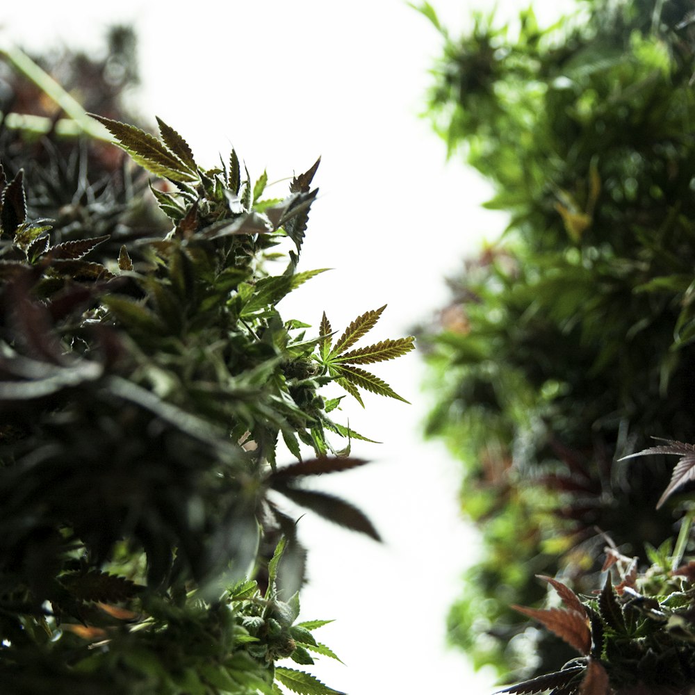 a close up of a plant with leaves on it