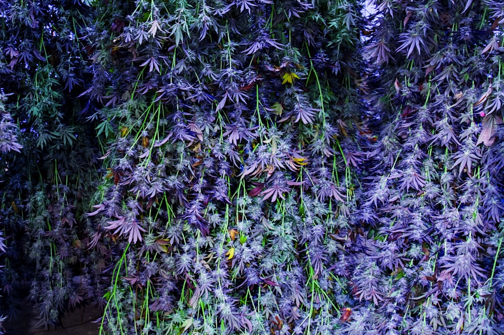 a bunch of purple flowers hanging from the side of a wall