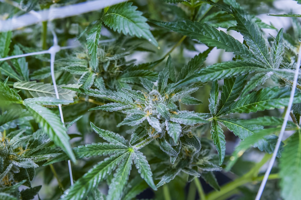 a close up of a plant with green leaves