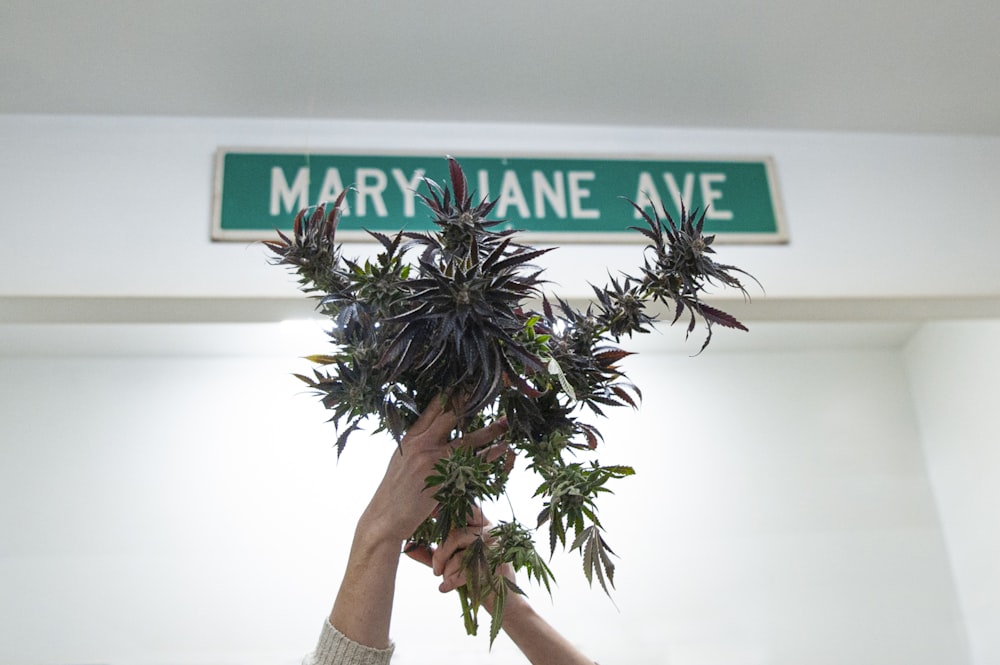 a person holding up a plant in front of a street sign
