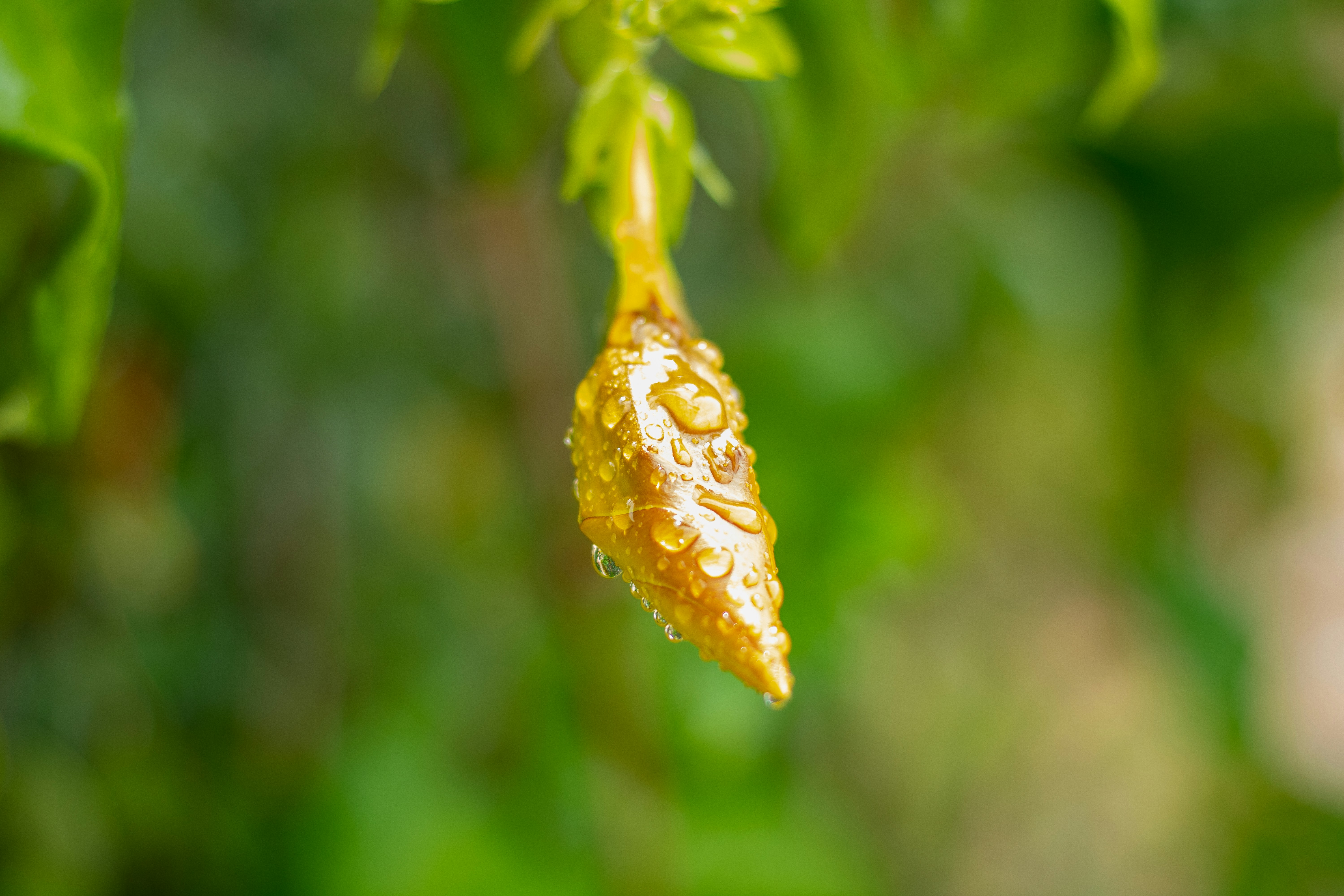 Photo by rapha_victor