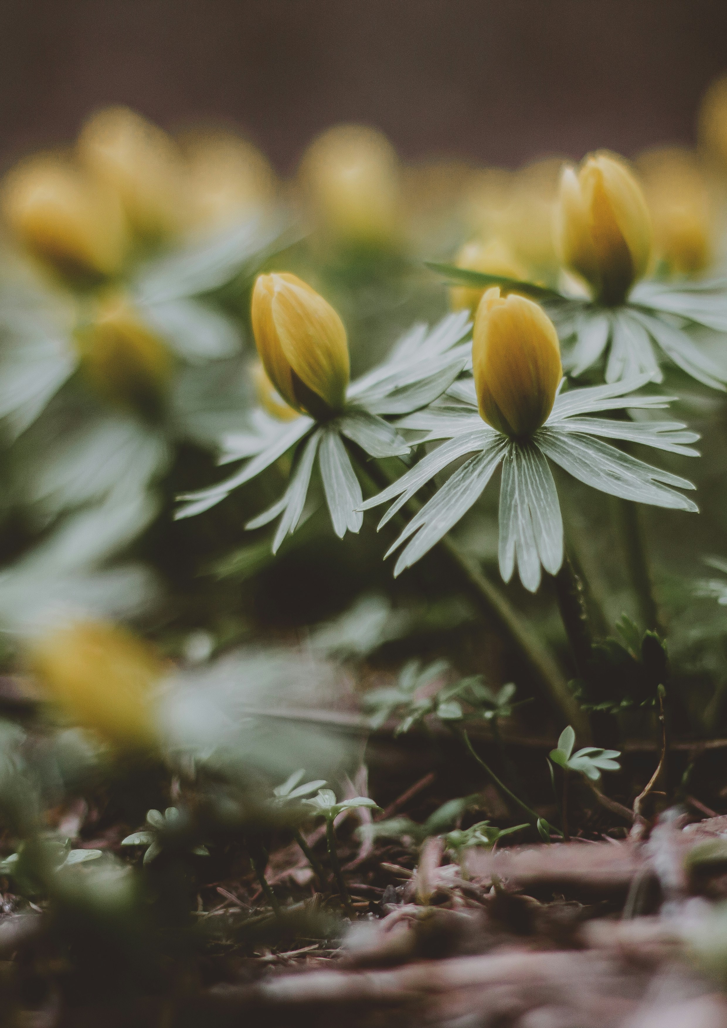 spring forest wallpaper, wallpaper, Campground Mud Season: How to Handle Early Spring 2