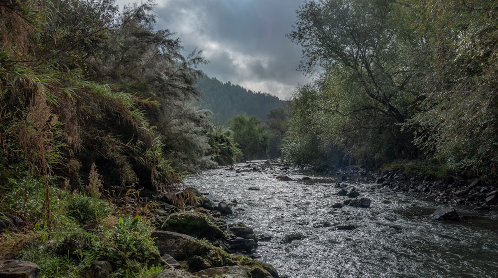 a river running through a lush green forest