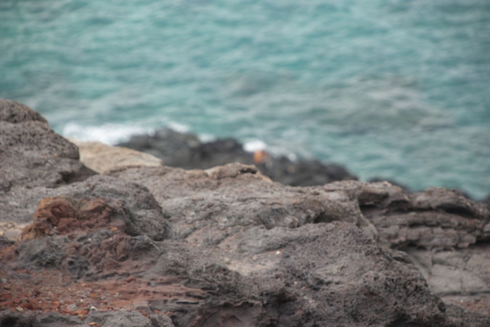 a bird sitting on a rock near the ocean