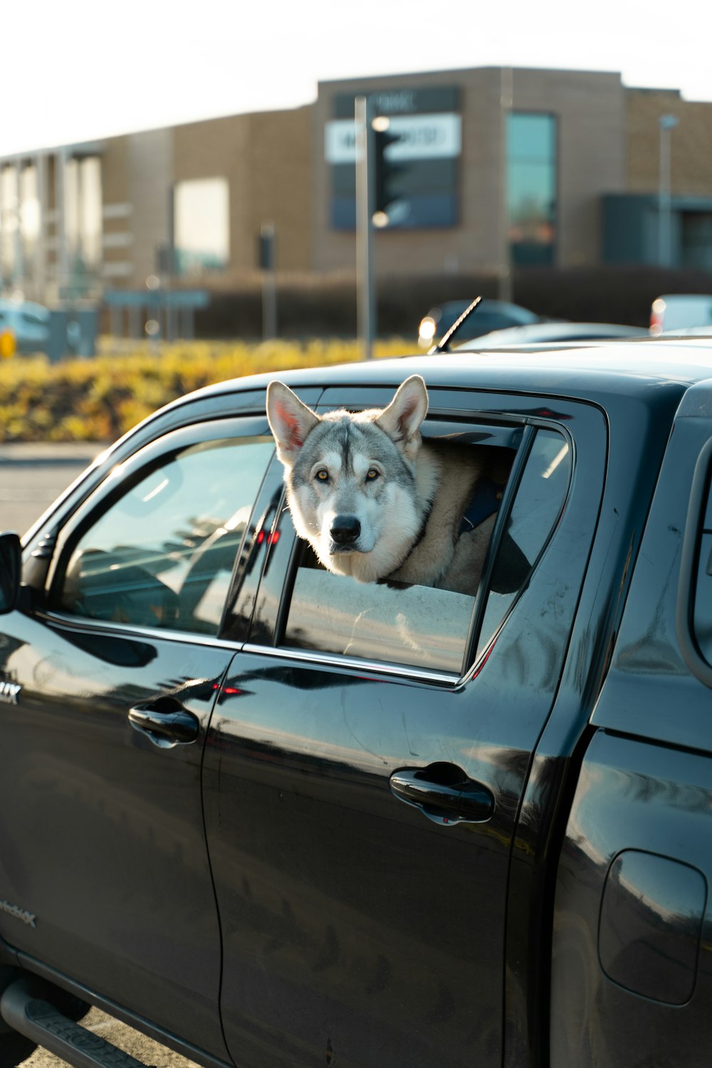 a dog sitting on top of a car