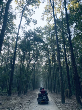 a car driving down a dirt road through a forest