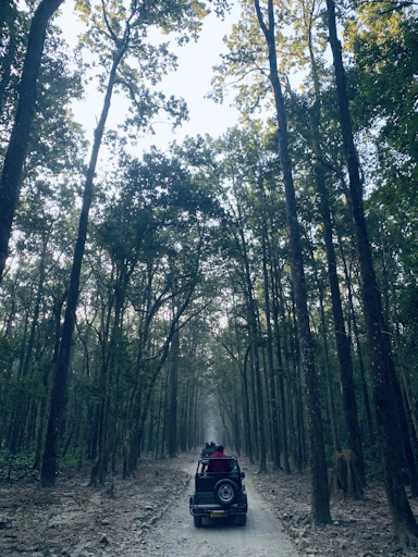 a car driving down a dirt road through a forest