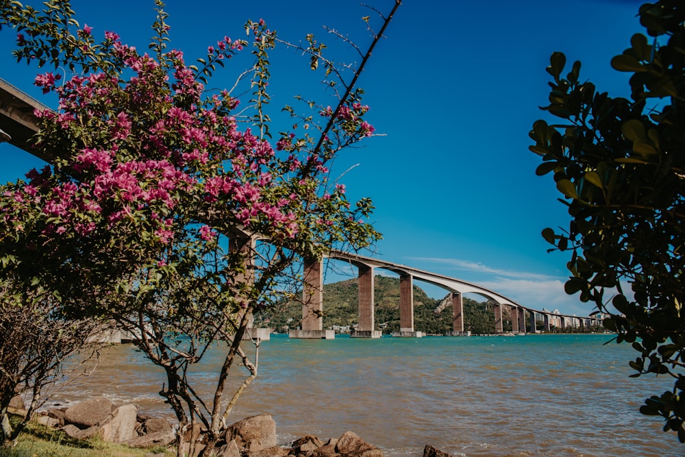 a bridge spanning over a body of water