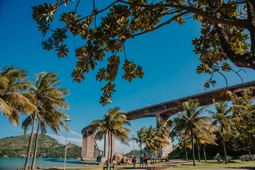 a bridge over a body of water surrounded by palm trees