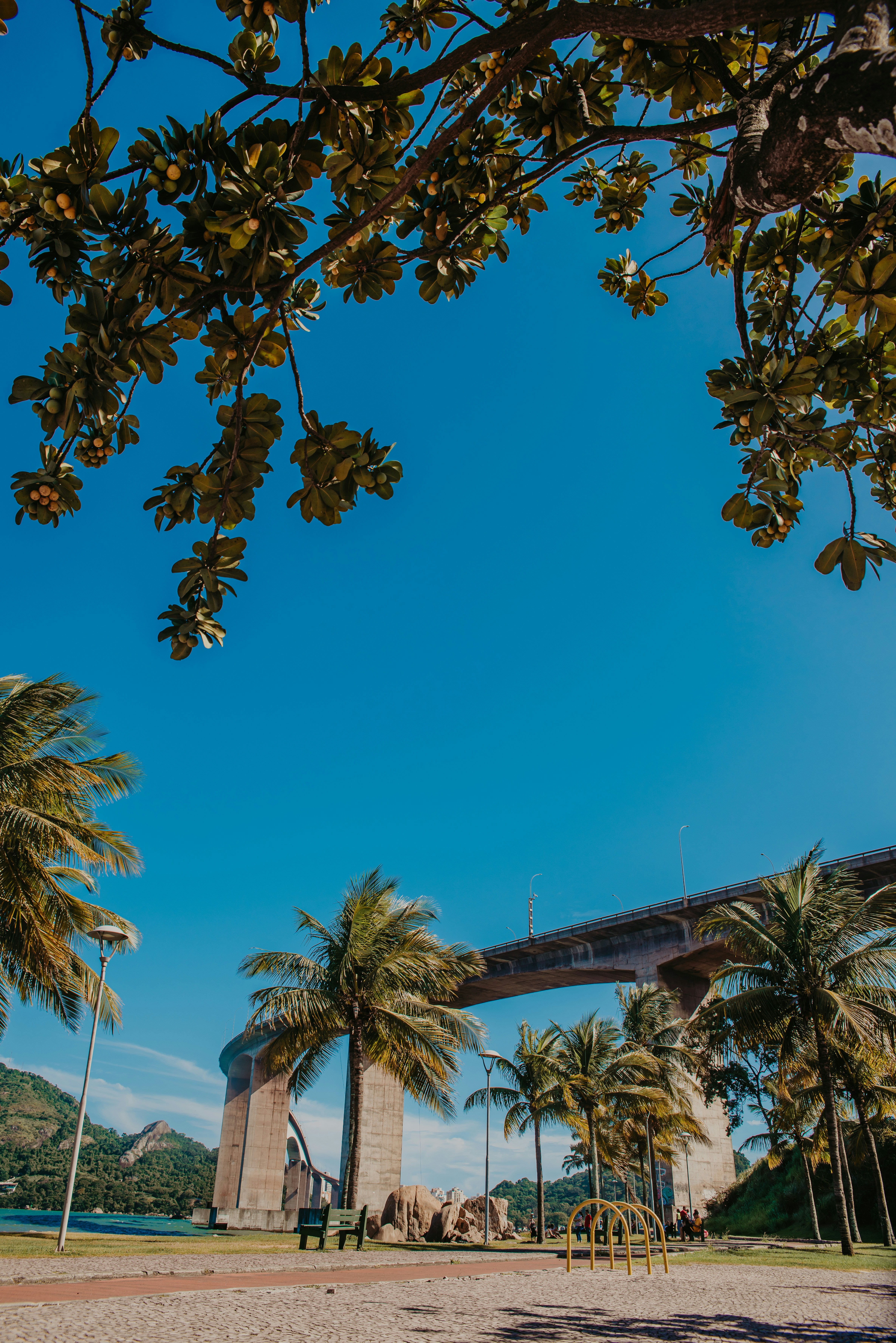 A bridge over a body of water surrounded by palm trees photo – Free ...