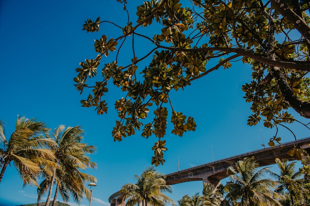 palm trees and a bridge in the background