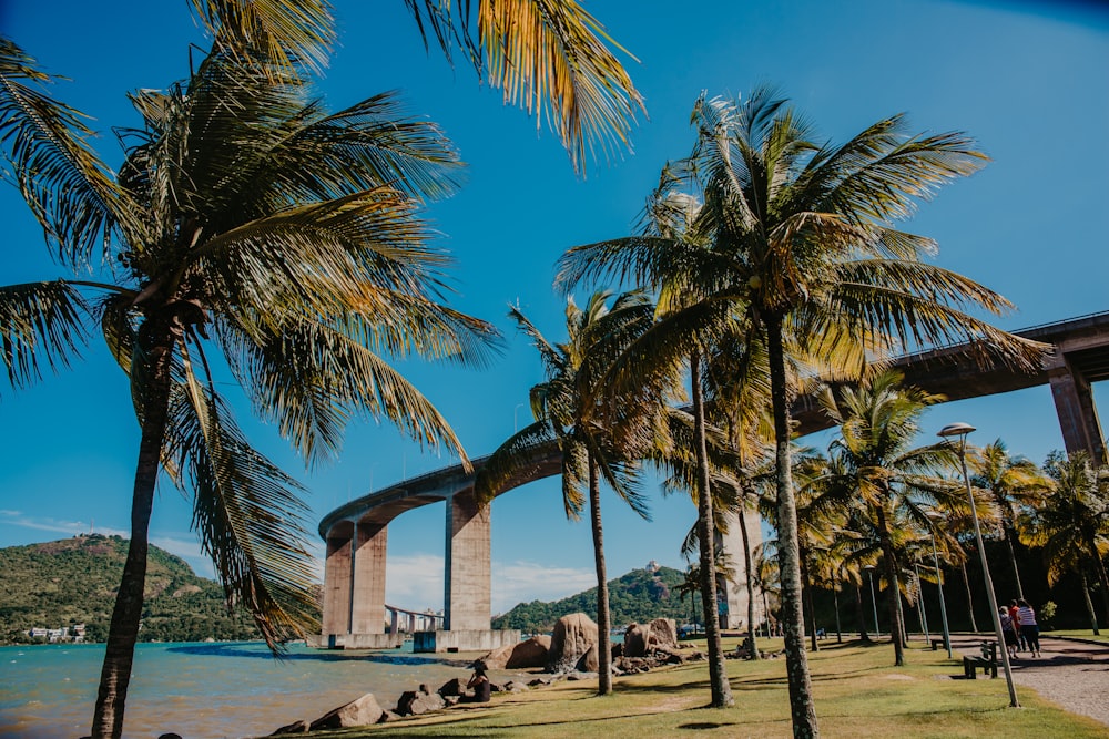 palm trees and a bridge in the background