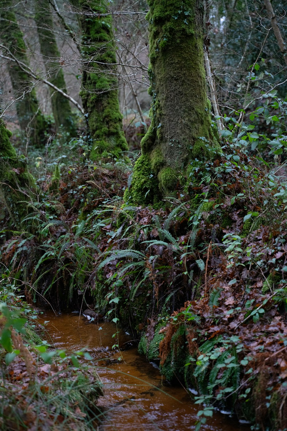 a stream running through a lush green forest