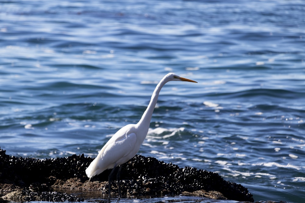 Ein weißer Vogel steht auf einem Felsen im Wasser
