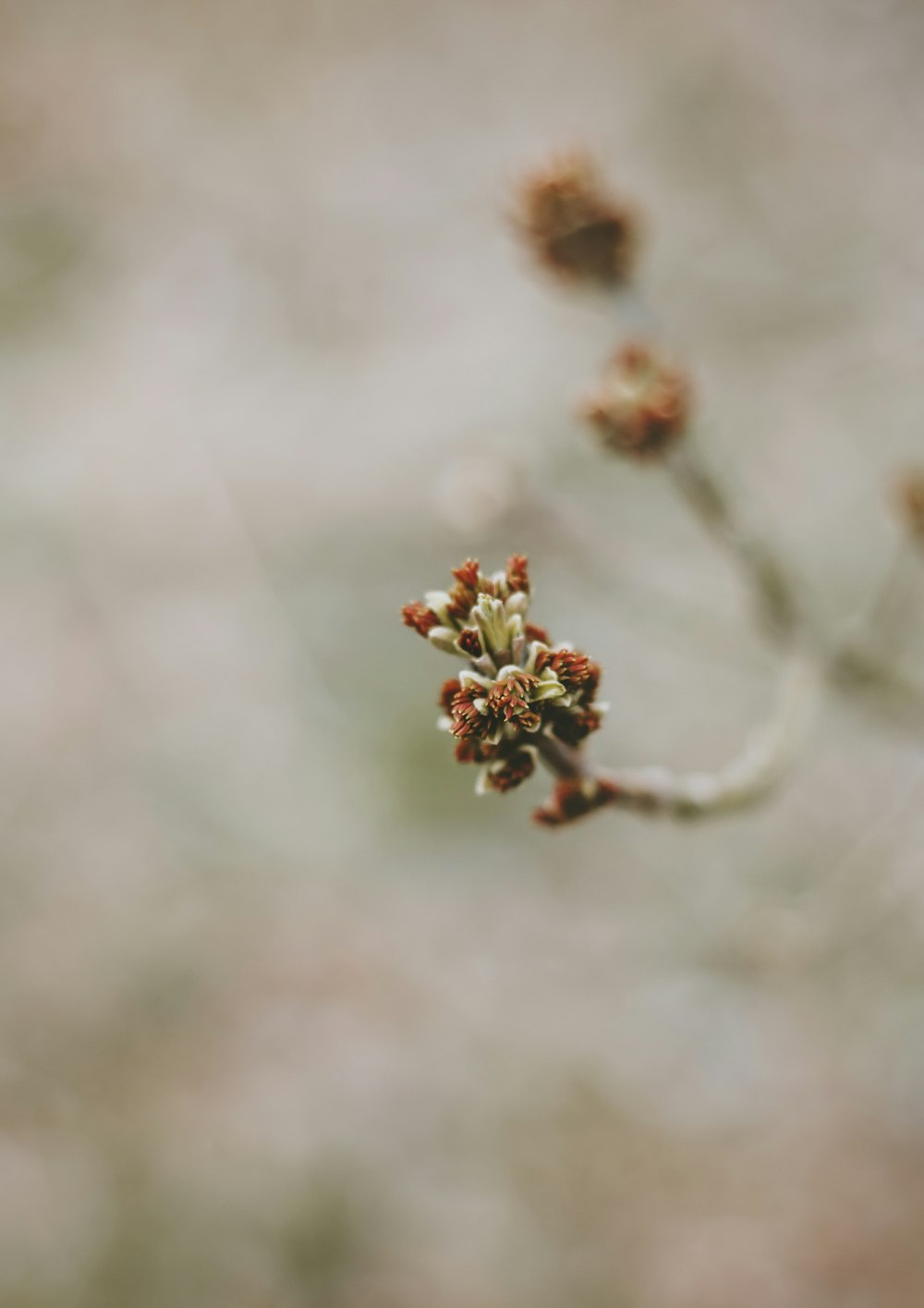 a close up of a flower on a tree branch