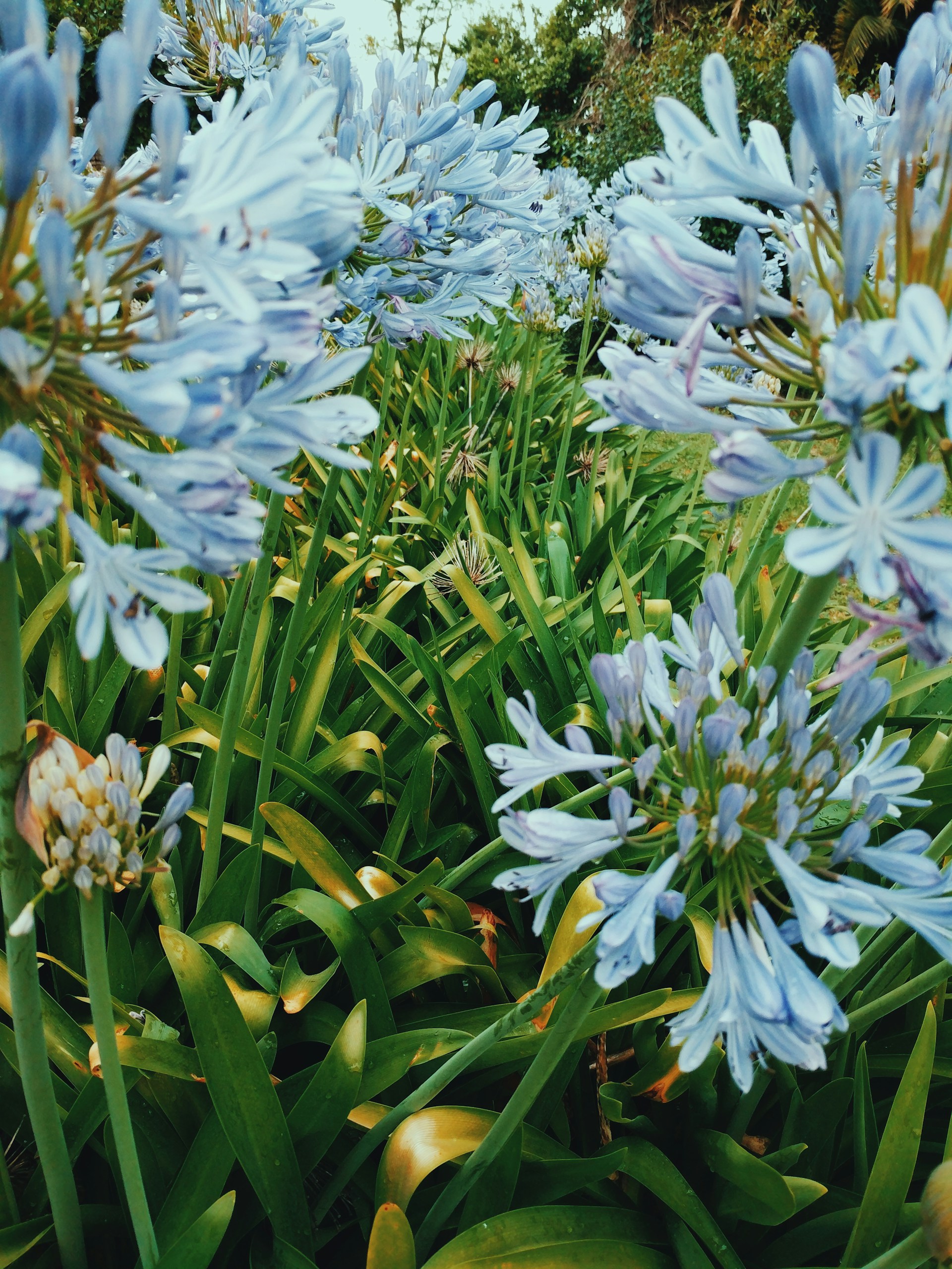 a bunch of flowers that are in the grass