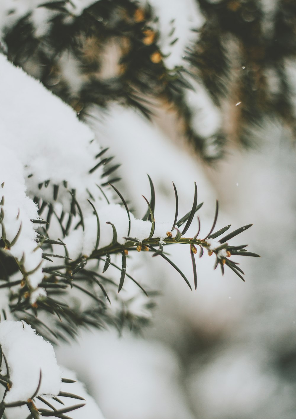 a pine tree branch covered in snow