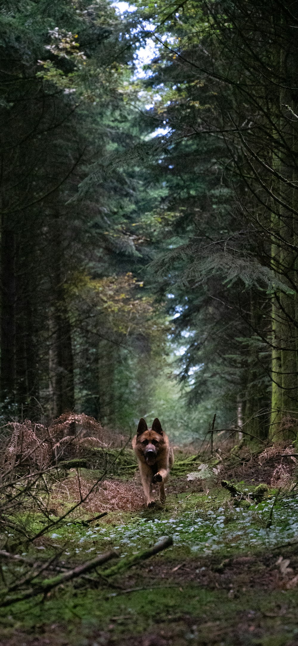 a dog running through the woods towards the camera