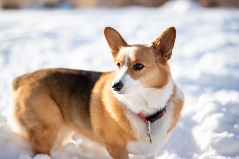 a brown and white dog standing in the snow