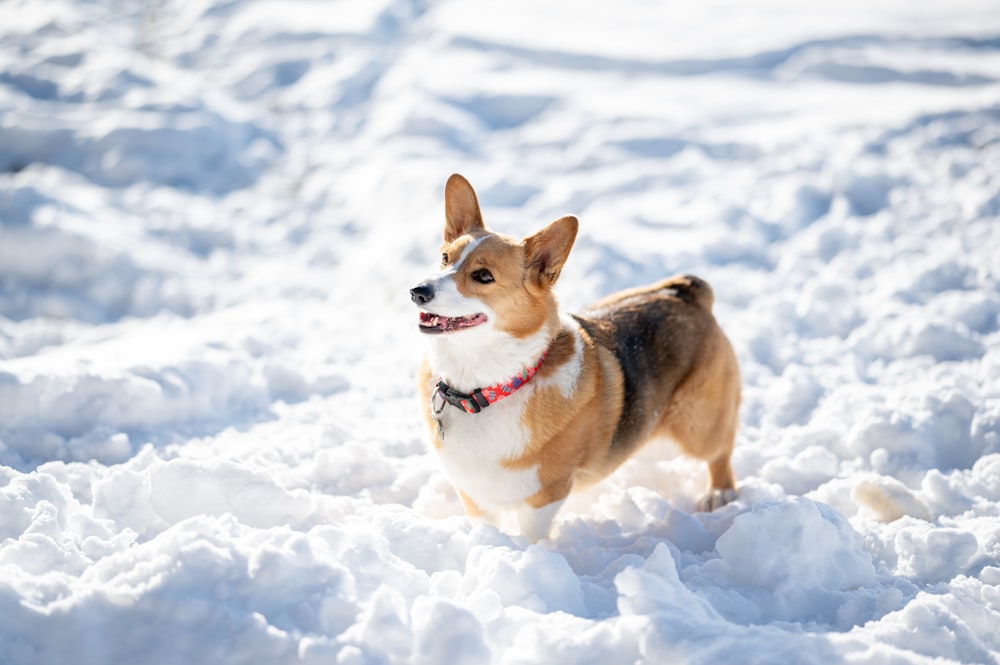 a corgi dog standing in the snow