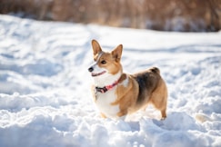 a corgi dog standing in the snow