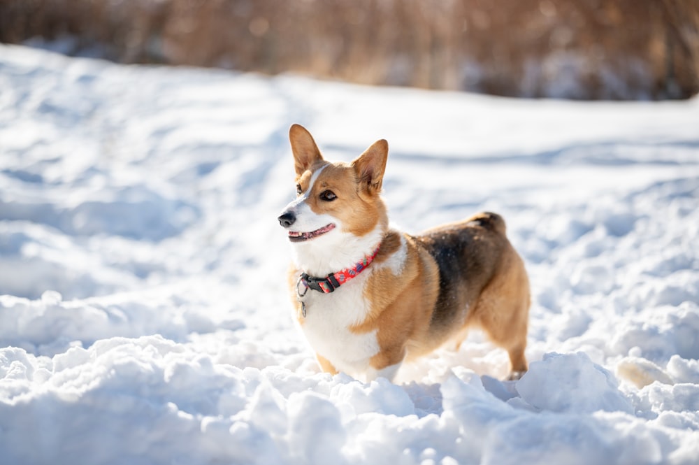 a corgi dog standing in the snow