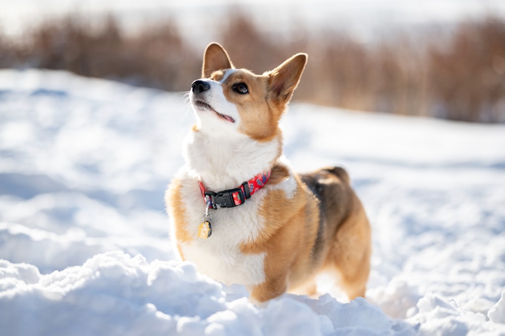a dog standing in the snow looking up