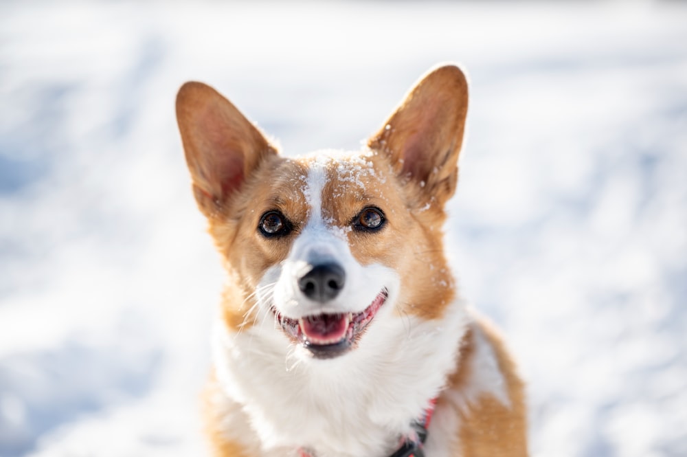 a brown and white dog standing in the snow