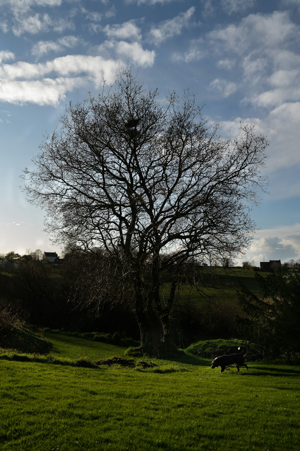 a lone tree in a grassy field under a blue sky