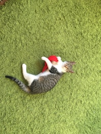 A playful tabby cat batting at a colorful feather toy while a happy dog chews on a durable rubber bone nearby.