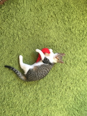 A playful tabby cat batting at a colorful toy in a bright play area.