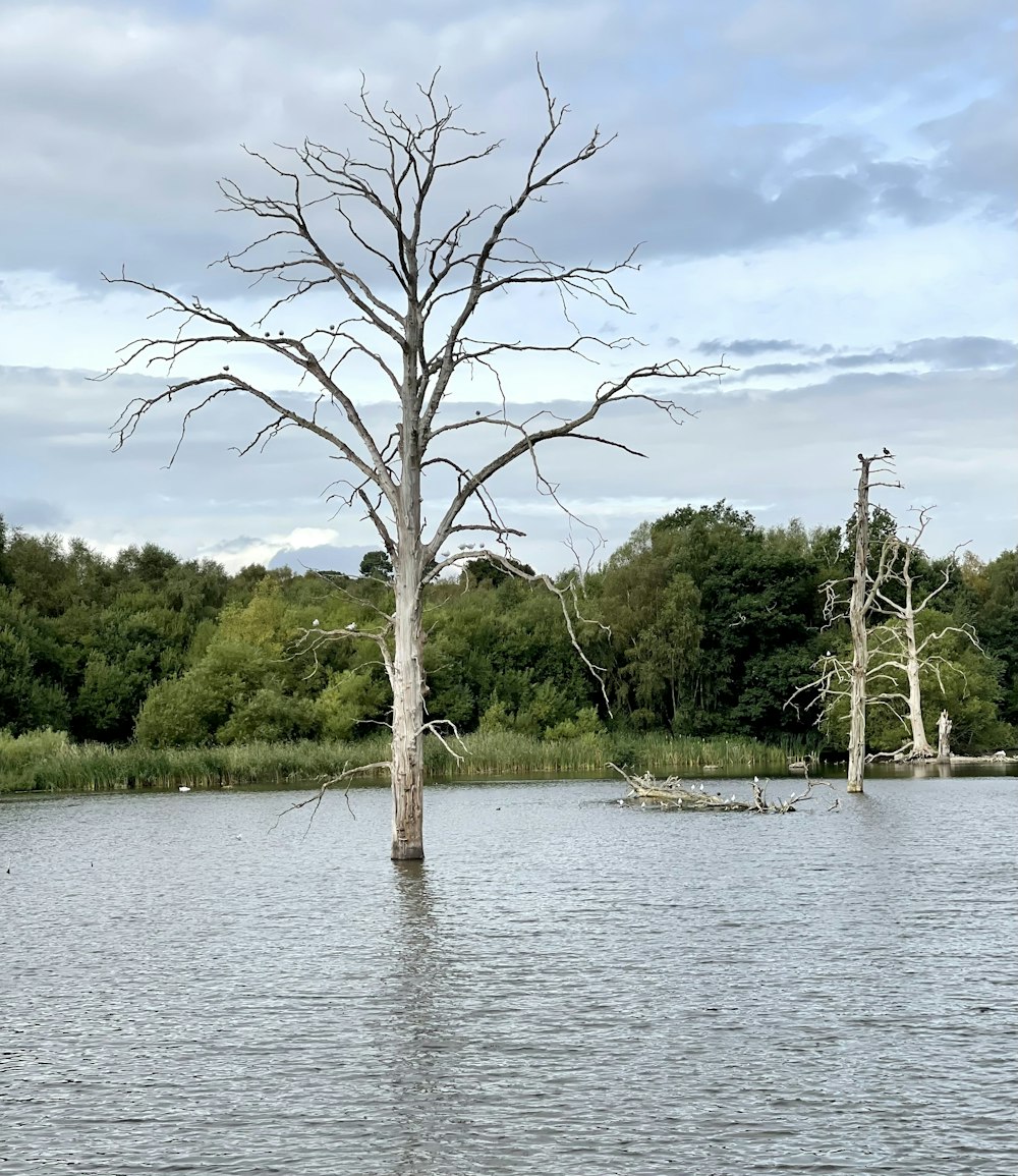 a dead tree in the middle of a lake