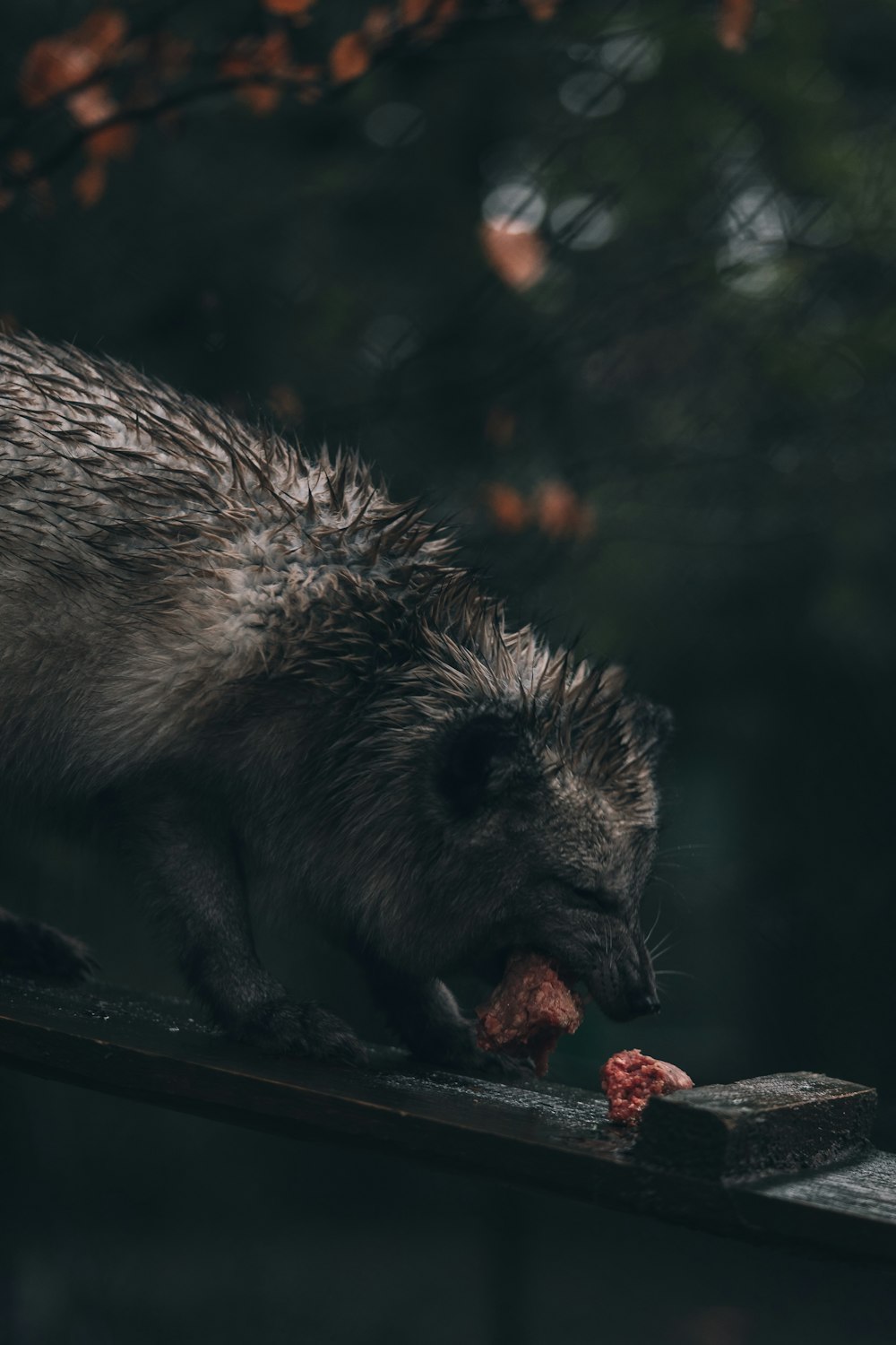 a porcupine eating a piece of meat on a fence