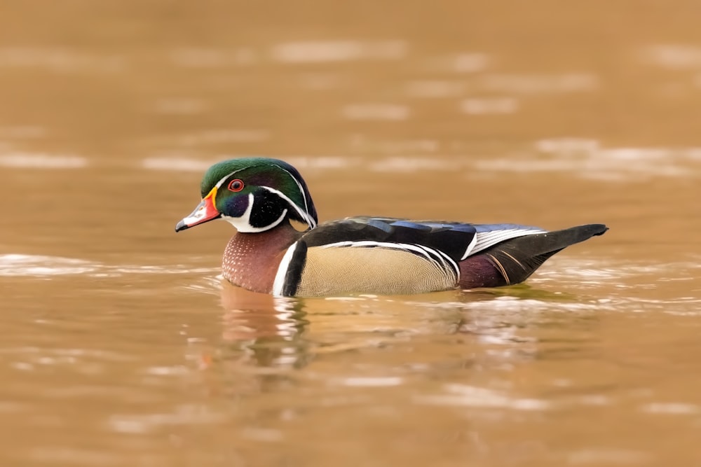 a wood duck swims in the water