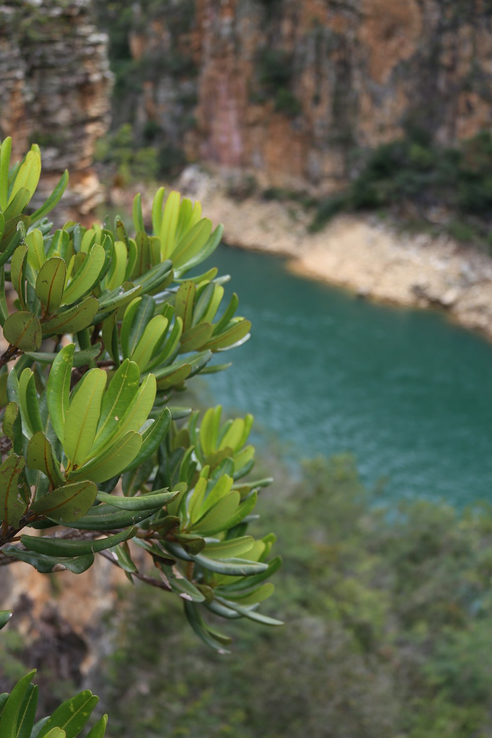 a tree with green leaves near a body of water