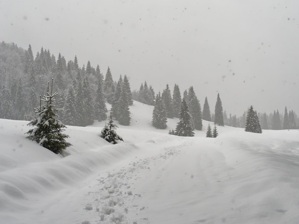 a snow covered mountain with trees on the side of it