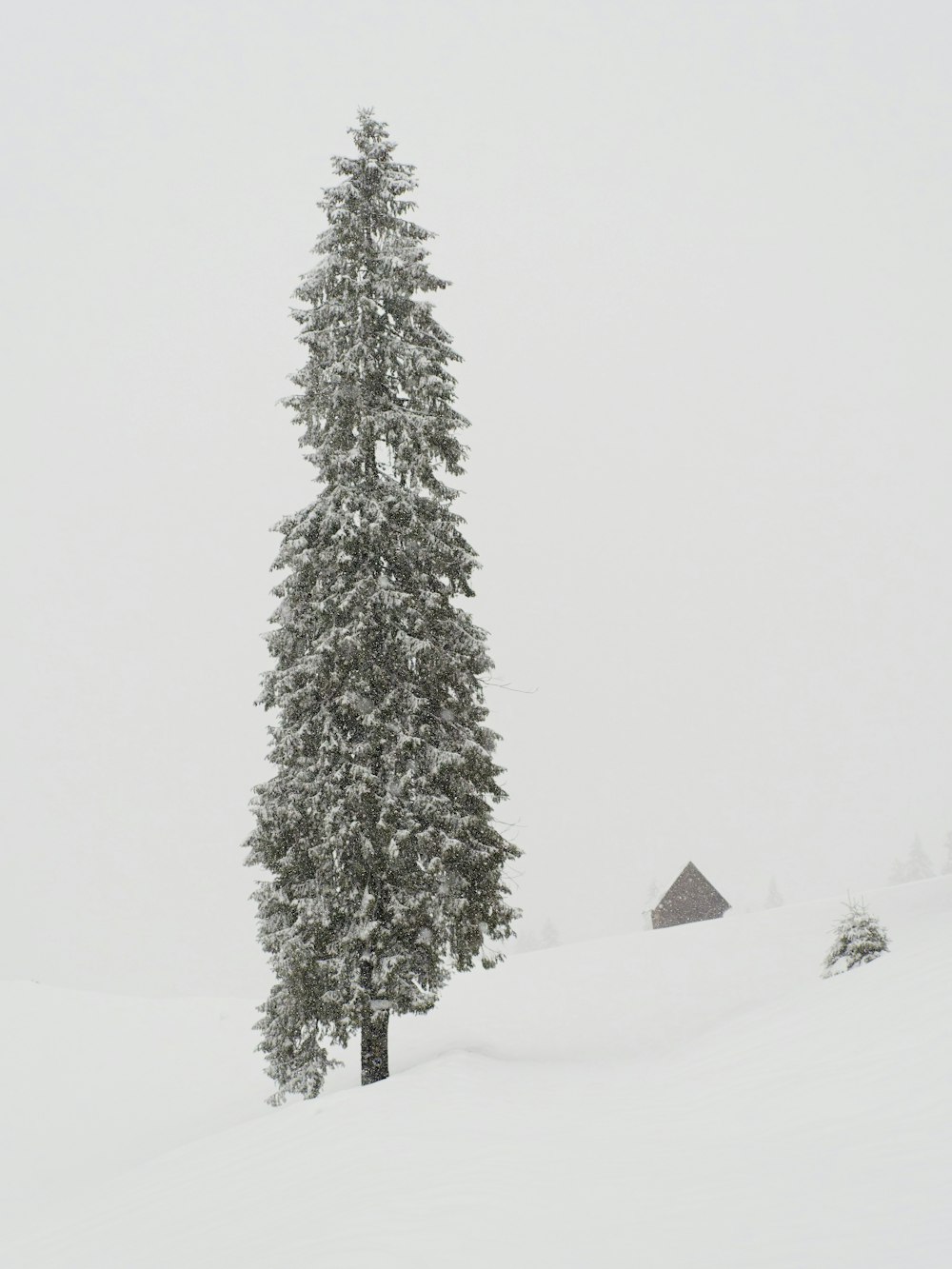 a lone pine tree stands in the snow
