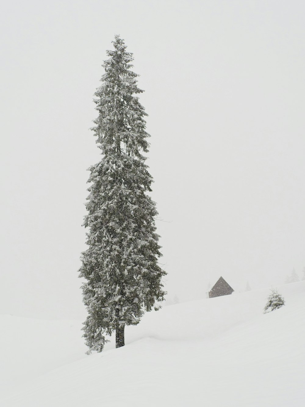 Eine einsame Kiefer steht im Schnee