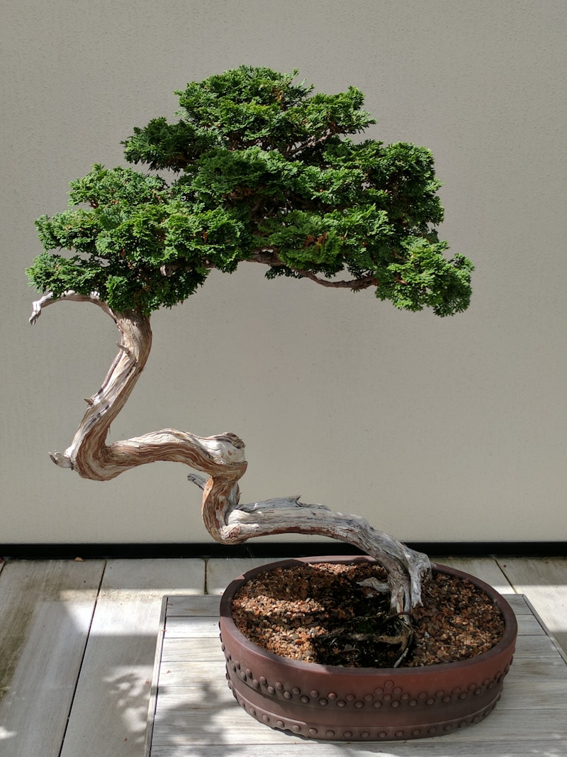 Ficus Bonsai